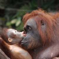 Orang Oetans